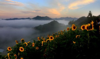 北方什么时候种油葵 华北地区什么时候种油葵