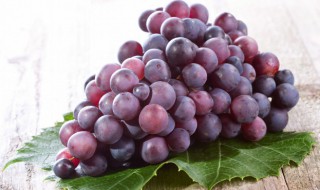 什么时候种葡萄 什么时候种葡萄树最合适