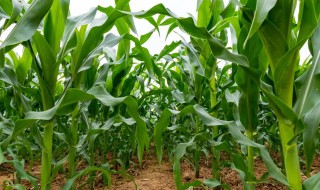 夏季玉米什么时候种 夏季玉米什么时候种最合适2020年