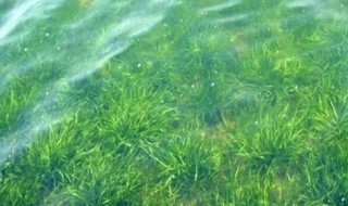 轮叶黑藻什么时候种好 轮叶黑藻什么时候种植合适