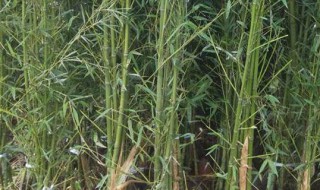 四季竹盆栽种植方法和注意事项 四季竹的种植方法