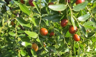 圆枣树的栽种注意事项 圆枣子树苗的栽培方法