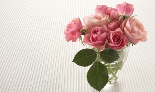 大棚玫瑰花怎么栽培 大棚玫瑰花的种植方法