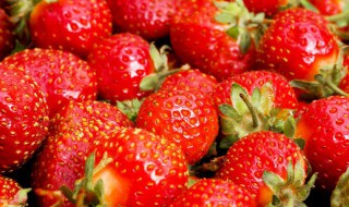 草莓栽培盆栽方法（草莓的种植方法）