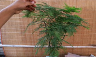 新栽培的文竹怎么养 文竹怎么养植