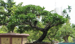 象牙树怎么栽培 象牙松树的种植技术
