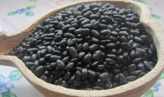 黑豆怎么种小盆栽（黑豆怎么种植简单）