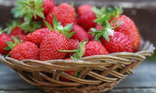 草莓种子什么时候种 星露谷物语草莓种子什么时候种