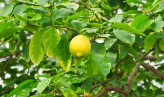 柠檬栽种植方法和注意事项（柠檬要怎么种植方法）