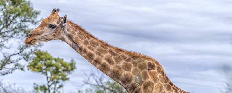 长颈鹿的特点外貌描写