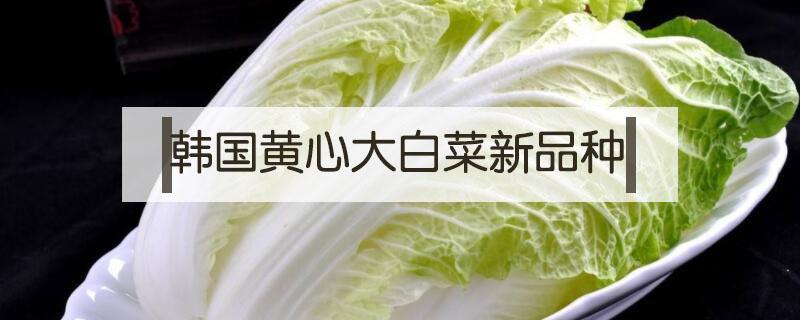 韩国黄心大白菜新品种 韩国进口黄心白菜种子