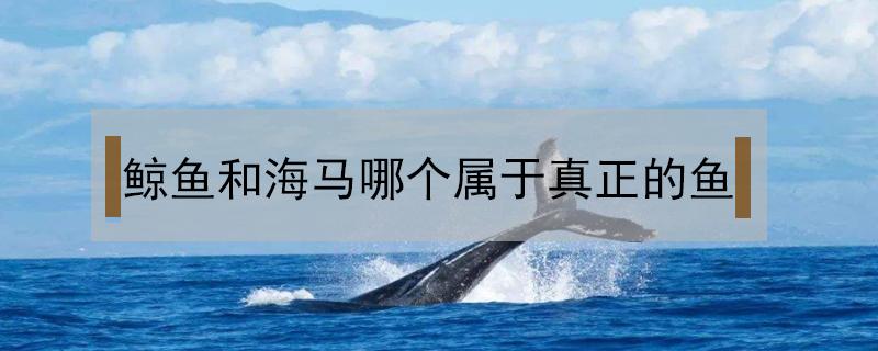 鲸鱼和海马哪个属于真正的鱼（鲸鱼和海马哪个是生活在海里真正的鱼）