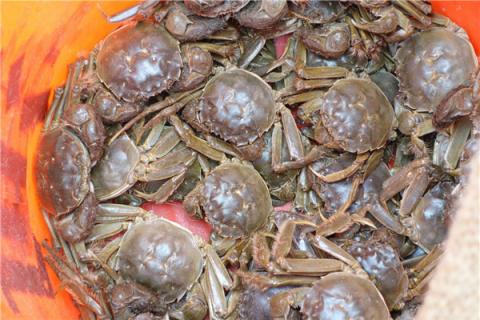 河蟹吃什么能养活