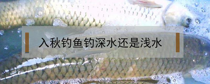 入秋钓鱼钓深水还是浅水