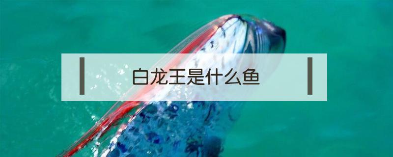 白龙王是什么鱼 白龙王鱼类