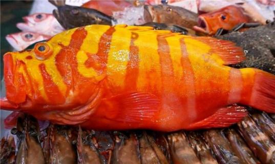 红色的斑鱼是什么鱼