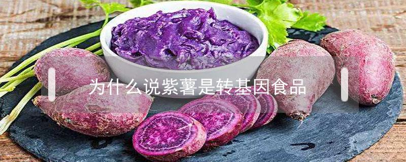 为什么说紫薯是转基因食品 紫薯紫色的红薯是转基因食品吗