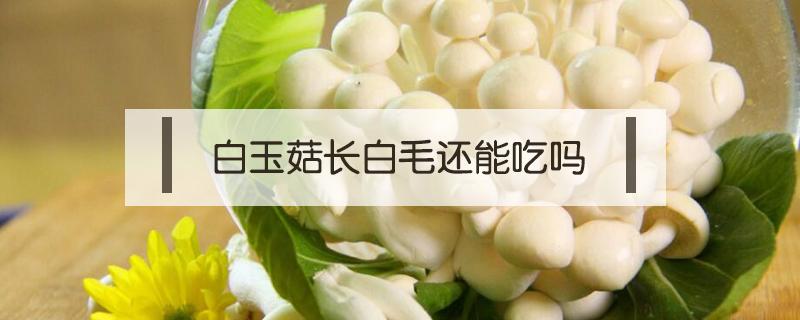 白玉菇长白毛还能吃吗