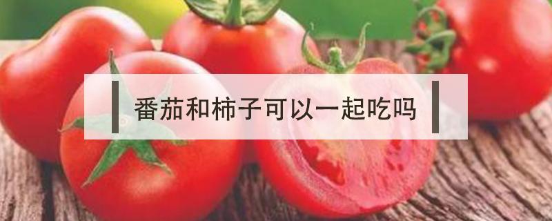 番茄和柿子可以一起吃吗（番茄和柿子能一起吃吗）