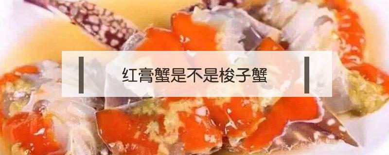 红膏蟹是不是梭子蟹