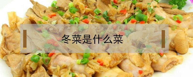 冬菜是什么菜（冬菜是什么菜图片）