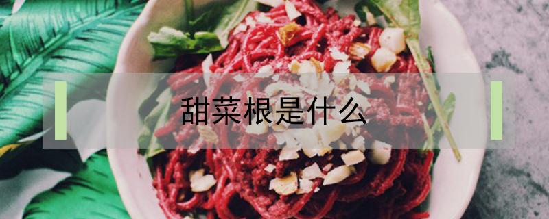 甜菜根是什么 甜菜根是什么菜