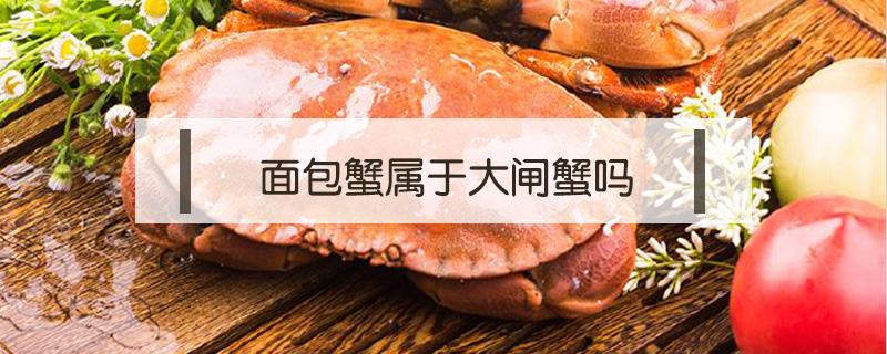 面包蟹属于大闸蟹吗（面包蟹属于螃蟹吗）