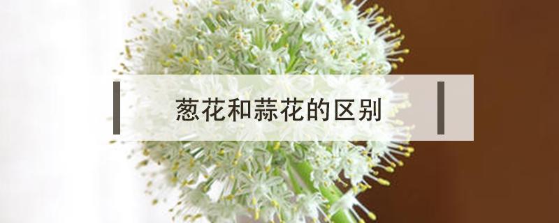 葱花和蒜花的区别