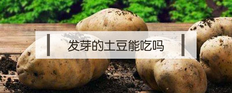 发芽的土豆能吃吗 表面发芽的土豆能吃吗