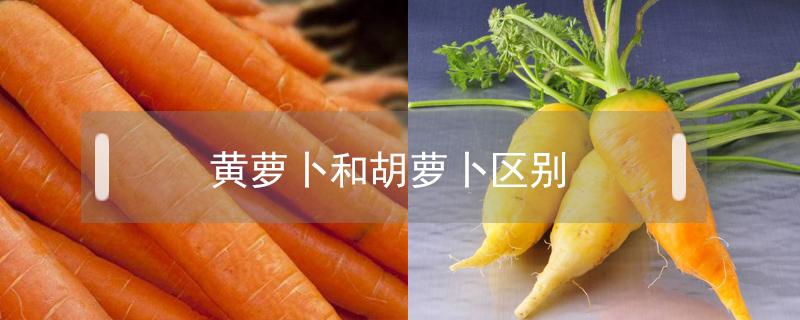 黄萝卜和胡萝卜区别 黄萝卜和胡萝卜区别营养
