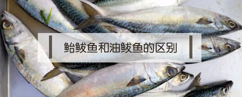 鲐鲅鱼和油鲅鱼的区别 油鲅鱼与鲅鱼的区别