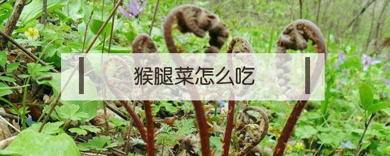 猴腿菜怎么吃（猴腿菜怎么吃好吃）