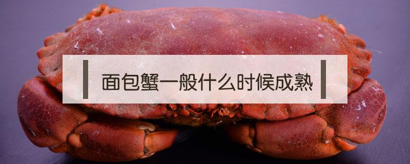 面包蟹一般什么时候成熟 面包蟹什么时候蟹黄最多