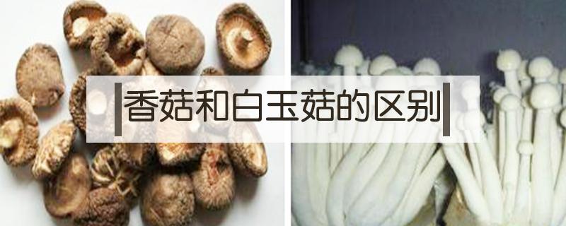 香菇和白玉菇的区别（白蘑菇和香菇有什么区别）