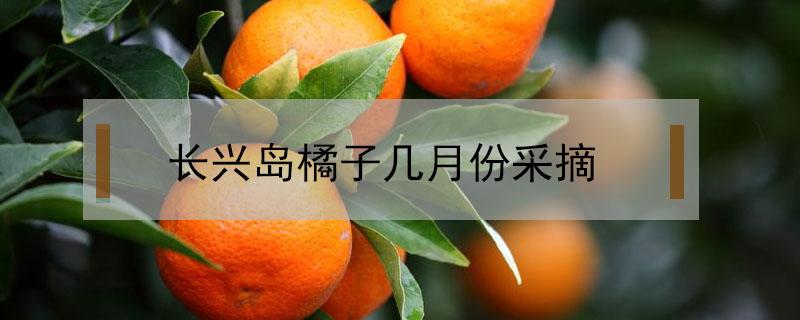 长兴岛橘子几月份采摘 长兴岛哪里摘橘子