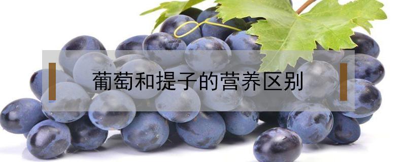 葡萄和提子的营养区别 提子和葡萄的营养成分一样吗