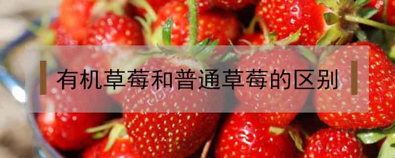 有机草莓和普通草莓的区别 新型草莓与普通草莓的区别