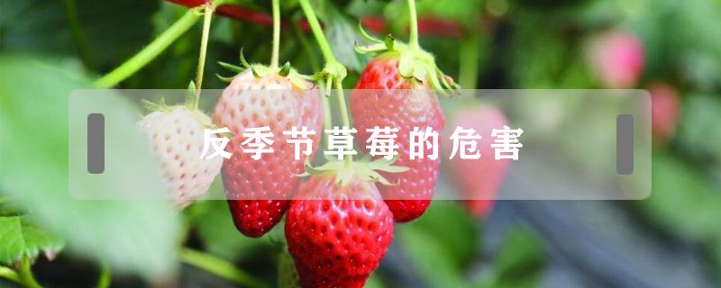 反季节草莓的危害