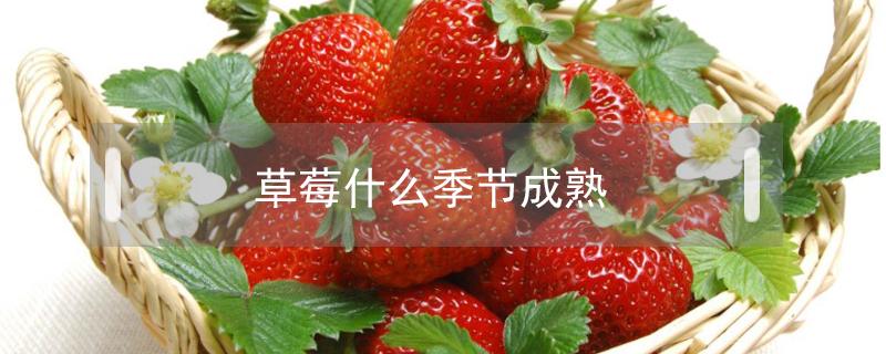 草莓什么季节成熟 草莓什么季节成熟可以摘