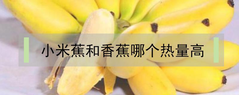 小米蕉和香蕉哪个热量高（小米蕉和香蕉热量对比）