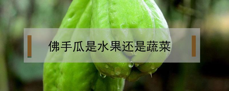 佛手瓜是水果还是蔬菜