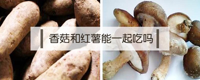 香菇和红薯能一起吃吗 红薯和香菇能一起吃吗?