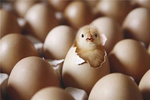 没有受过精的鸡蛋怎样孵小鸡