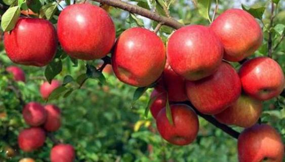 绵苹果和脆苹果哪个营养价值高