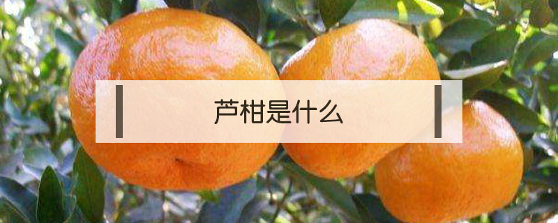 芦柑是什么（芦柑是什么意思）