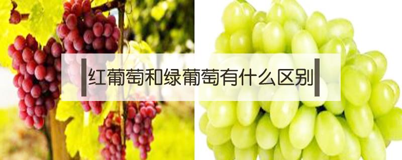 红葡萄和绿葡萄有什么区别 绿葡萄和红葡萄干的区别