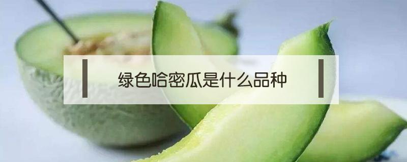 绿色哈密瓜是什么品种 绿色的哈密瓜学名