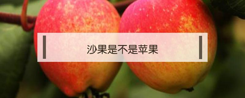 沙果是不是苹果