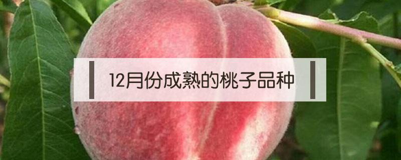 12月份成熟的桃子品种 十一月份成熟的桃子品种