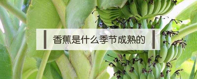 香蕉是什么季节成熟的